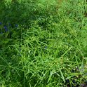 Cyperus papyrus 'du Niger'
